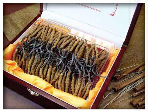 新县冬虫夏草回收